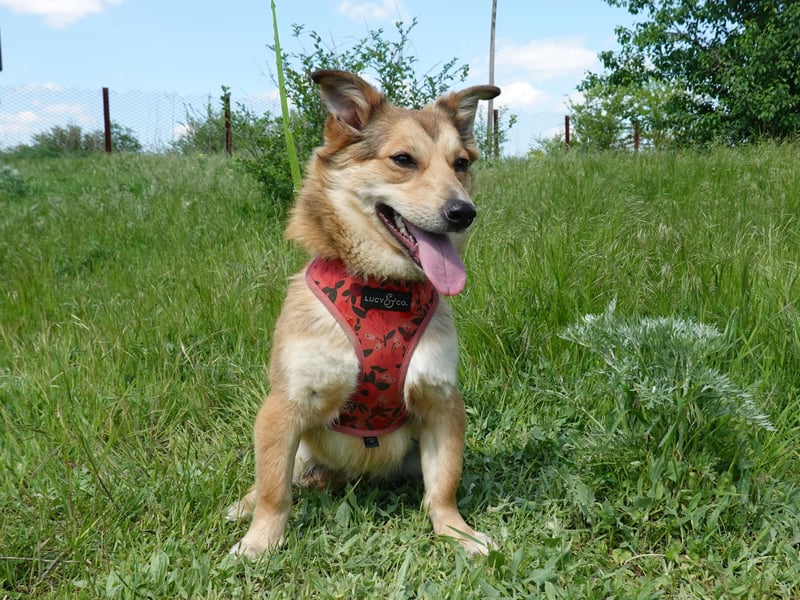 Kleine Hazel sucht liebe Menschen