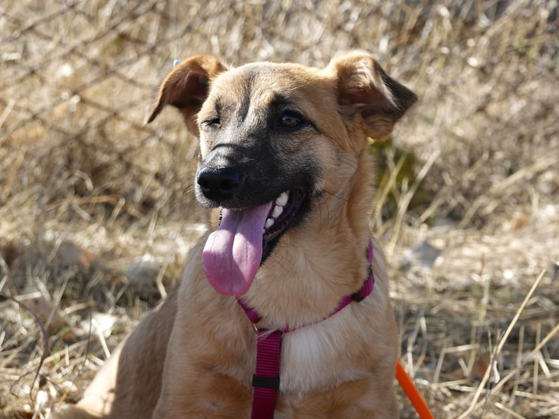 Süße Candy sucht ein Zuhause