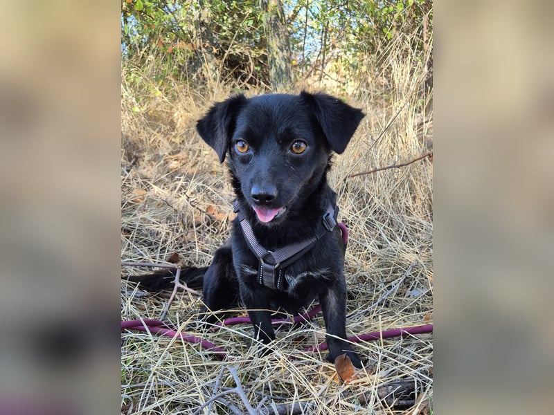 Sanfte Nisha sucht ihre Menschen