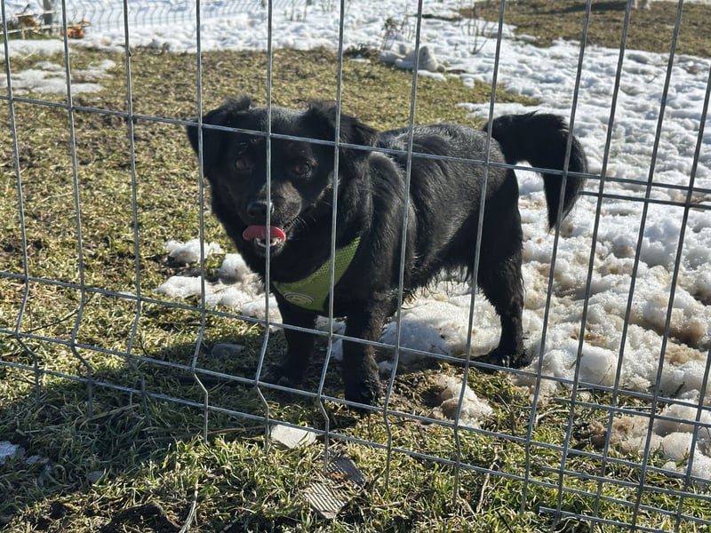 Sanfte Nisha sucht ihre Menschen