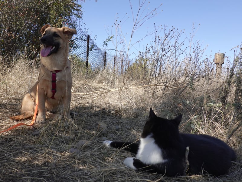 Süße Candy sucht ein Zuhause