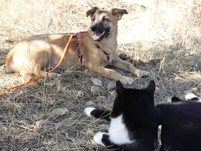 Süße Candy sucht ein Zuhause