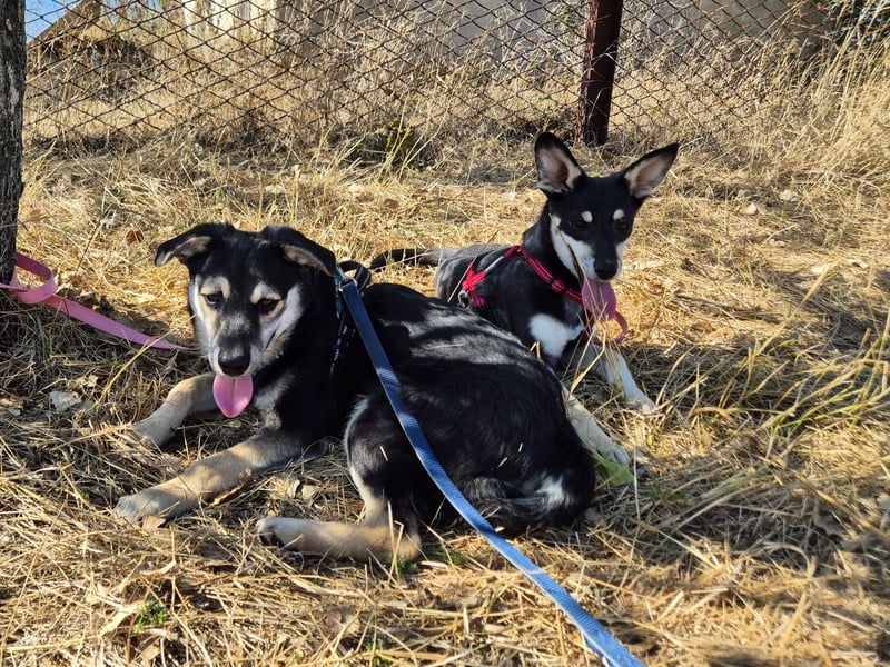 Kleiner Vince sucht neuen Wirkungskreis