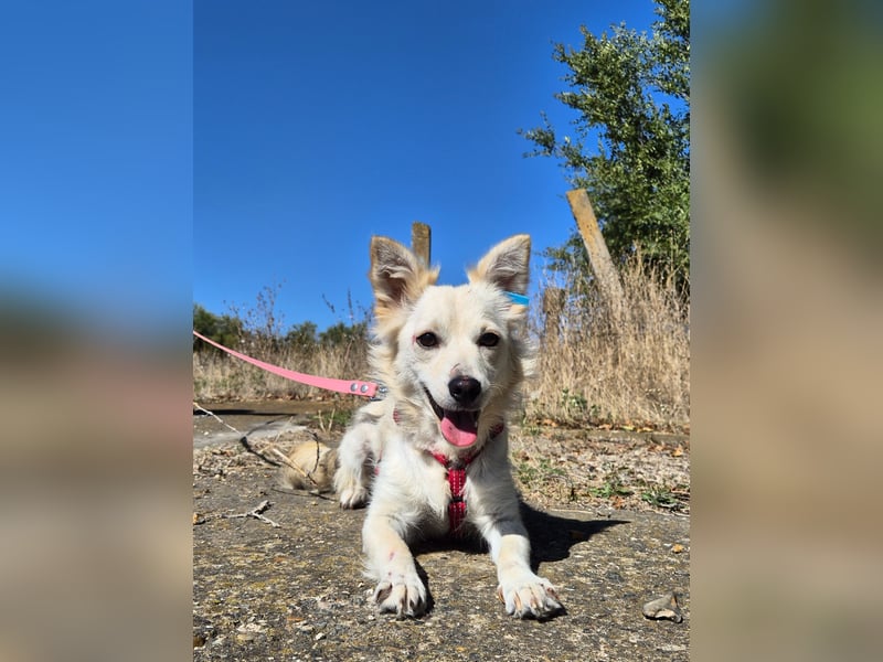 Süße Yuki sucht ihre Menschen