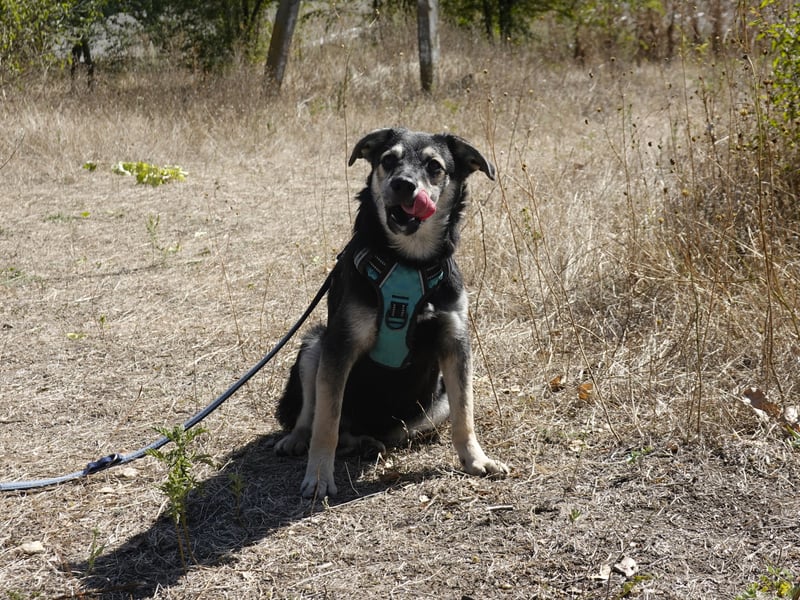 Kleiner Vince sucht neuen Wirkungskreis