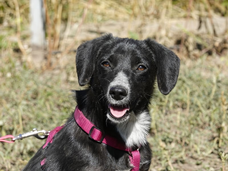 Liebe Lani sucht ihre Familie