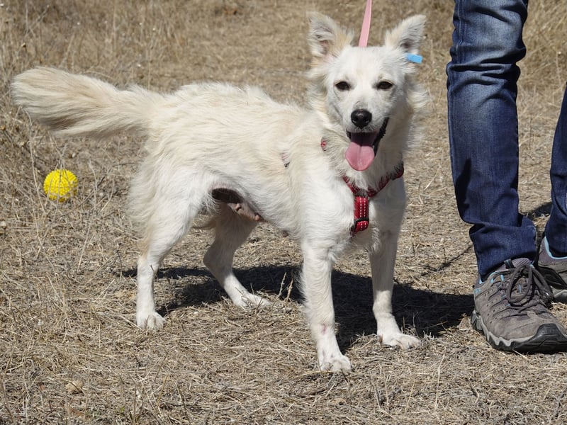 Süße Yuki sucht ihre Menschen