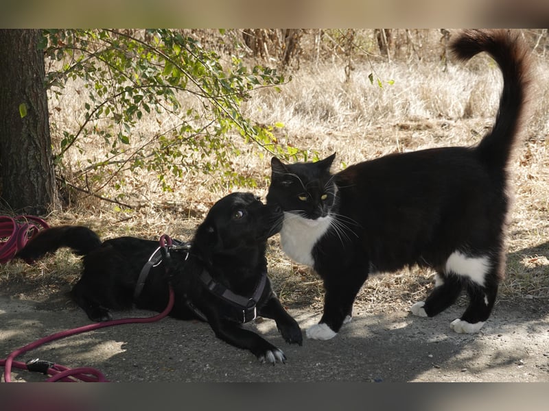 Kleine Nisha sucht ihre Menschen