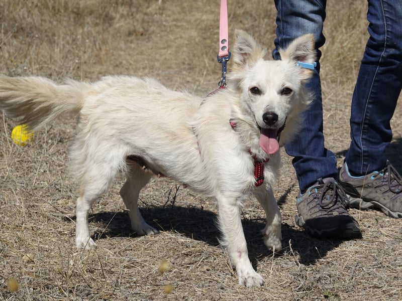 Süße Yuki sucht ihre Menschen