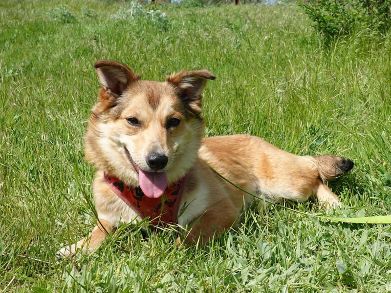 Kleine Hazel sucht liebe Menschen