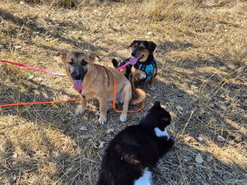 Süße Candy sucht ein Zuhause