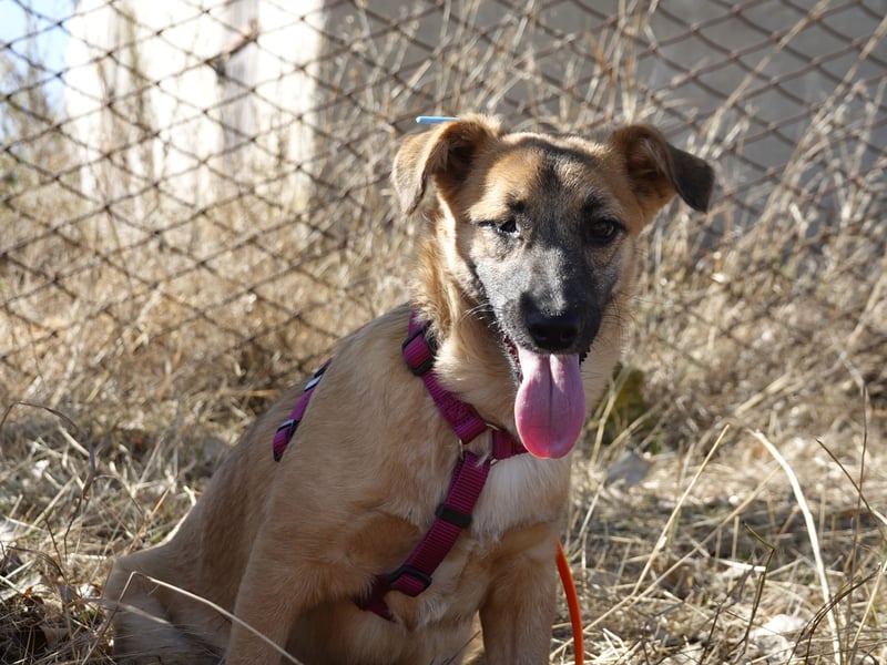 Süße Candy sucht ein Zuhause