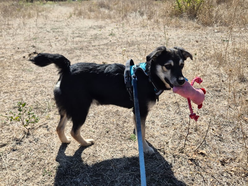 Kleiner Vince sucht neuen Wirkungskreis