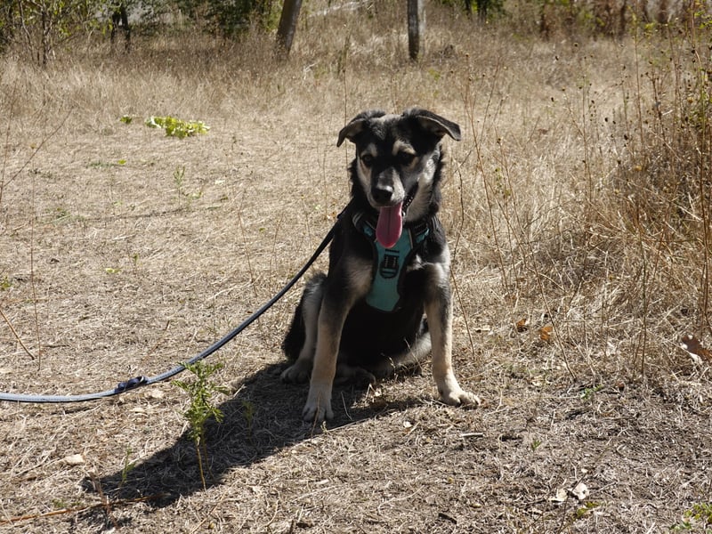 Kleiner Vince sucht neuen Wirkungskreis