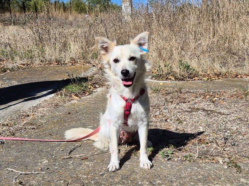 Süße Yuki sucht ihre Menschen