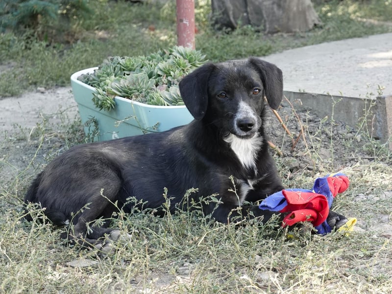 Liebe Lani sucht ihre Familie