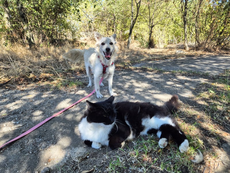 Süße Yuki sucht ihre Menschen Süße Yuki sucht ihre Menschen