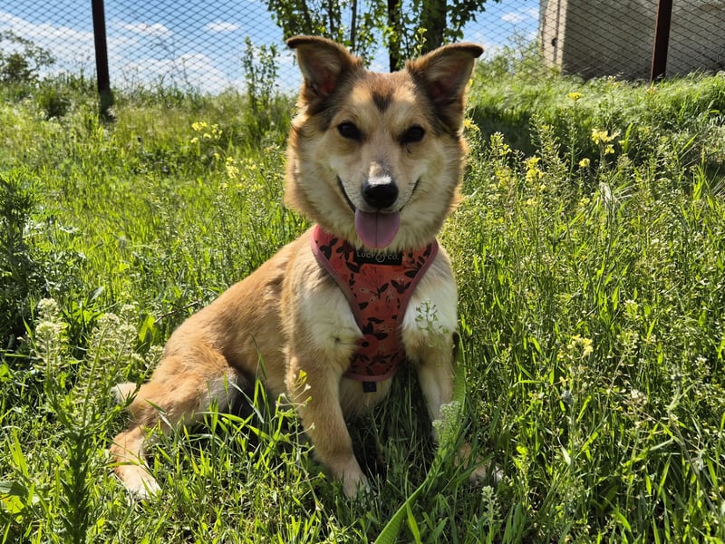 Kleine Hazel sucht liebe Menschen