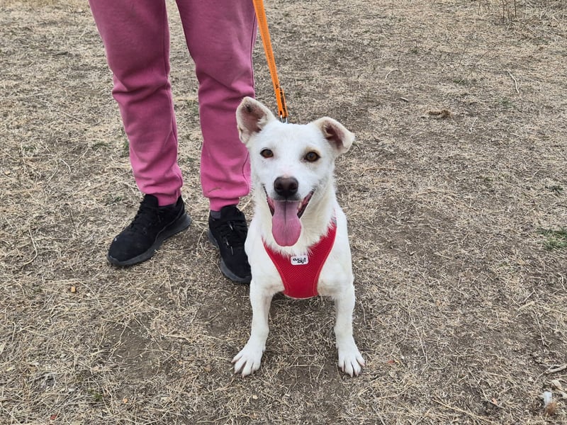 Fröhlicher Benji sucht seine Menschen