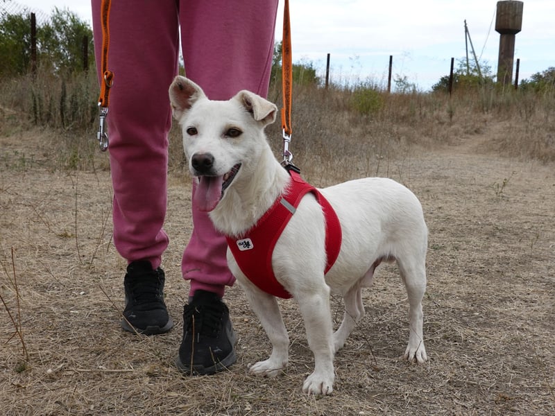 Fröhlicher Benji sucht seine Menschen