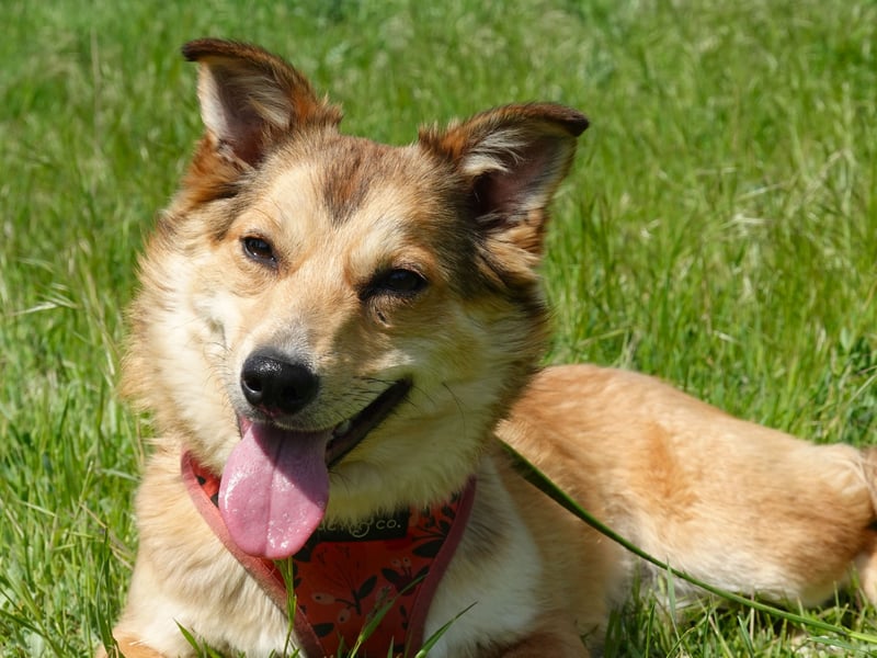 Kleine Hazel sucht liebe Menschen