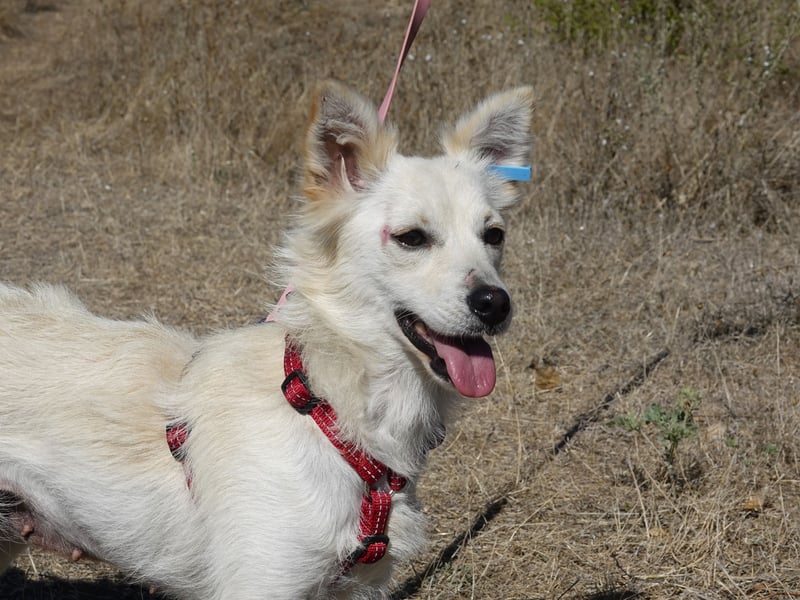 Süße Yuki sucht ihre Menschen