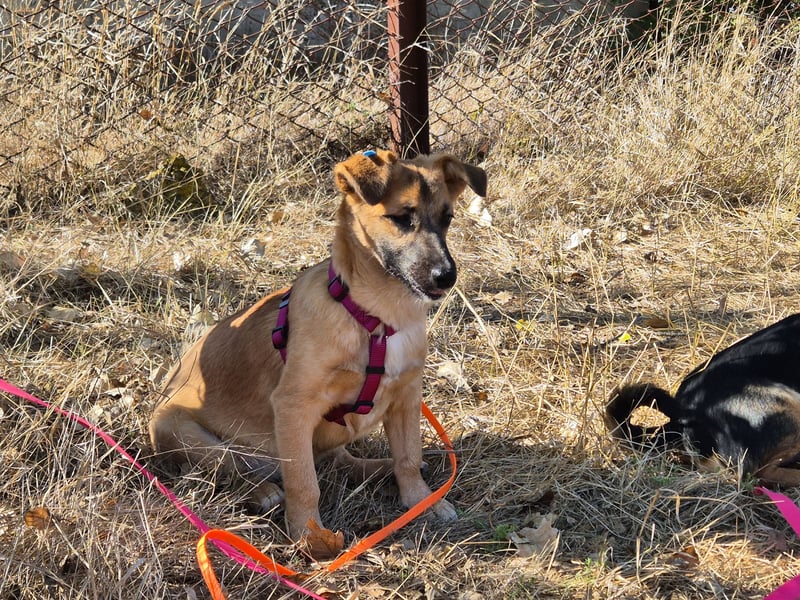 Süße Candy sucht ein Zuhause