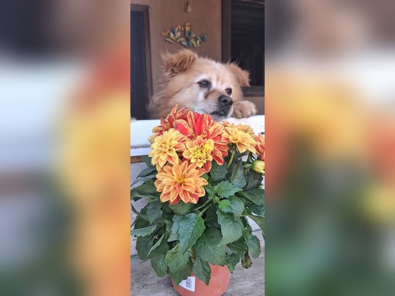 Seniorenplatz gesucht für Charlie