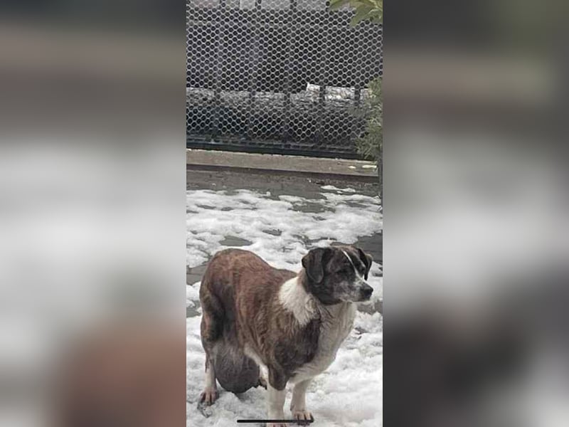 Gnadenplatz für Zoé gesucht