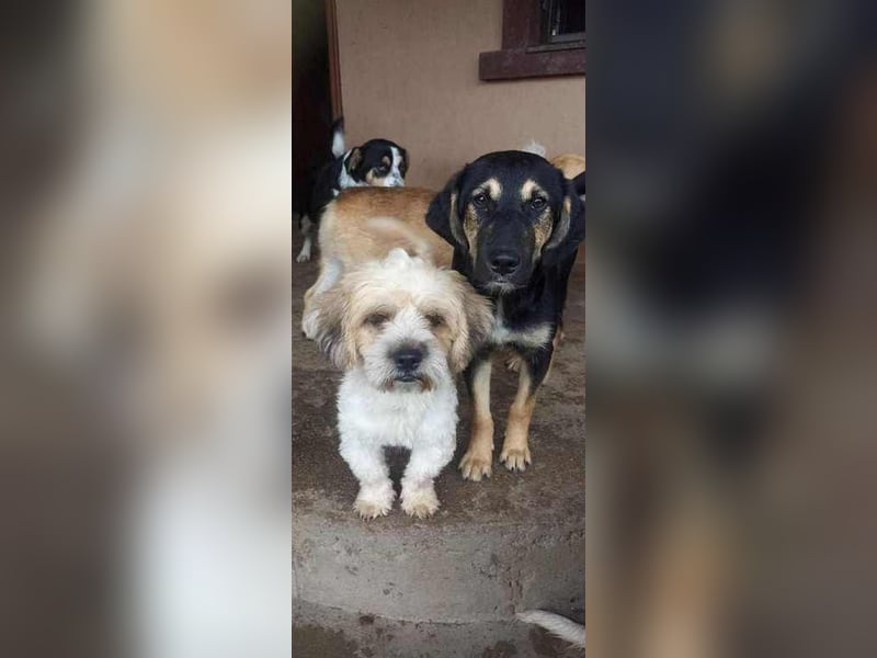 Josef sucht seine Menschen