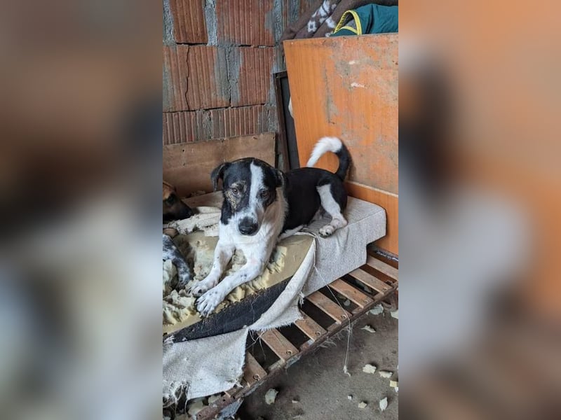 Wo bleibt Nino's Glück?