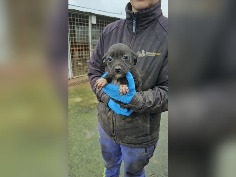 Steffi bald auf Pflegestelle in 06386 Kleinpaschleben