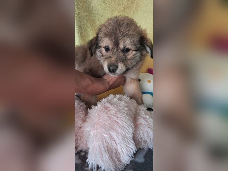 Heidi sucht ihre Familie