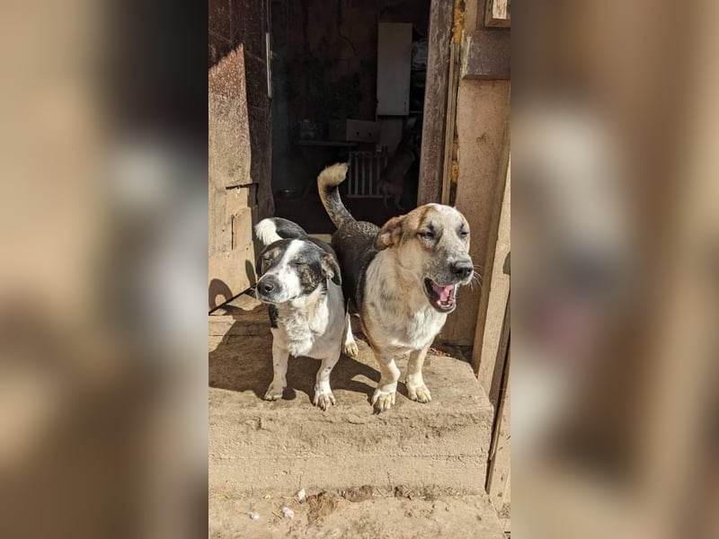 Fiete hätte fast Glück gehabt