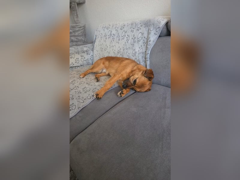 Otto sucht ein neues zu Hause