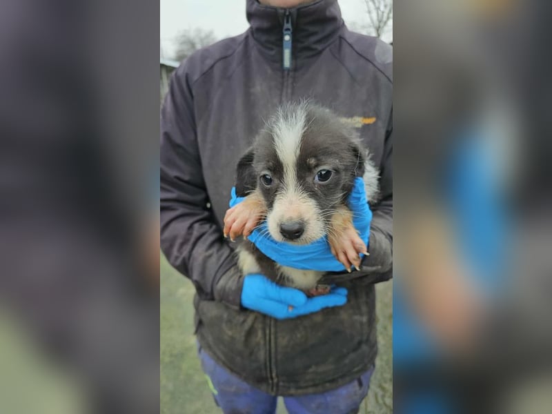 Sabina ab Januar auf Pflegestelle in 06386