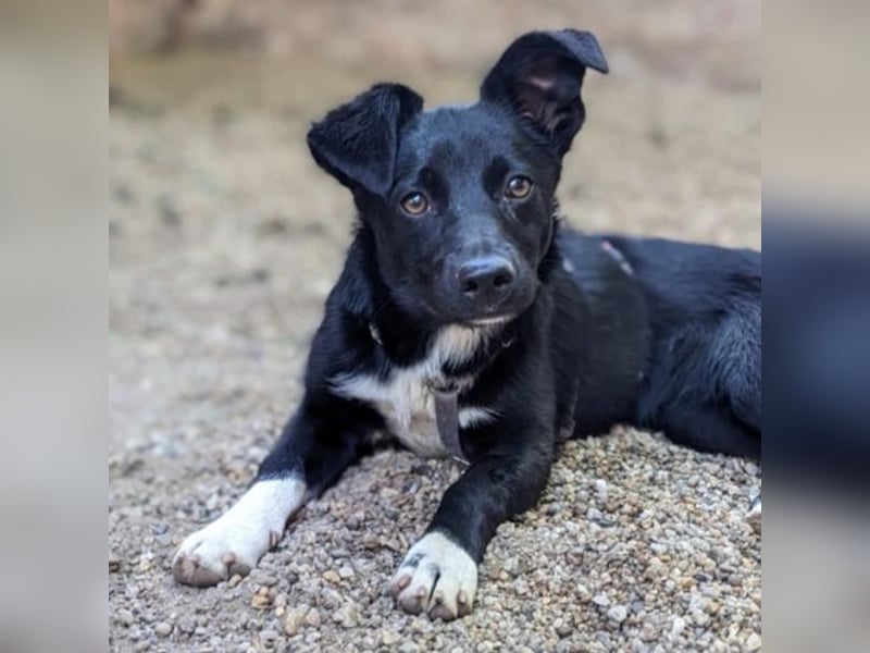 Maria auf Pflegestelle in 06386 Kleinpaschleben