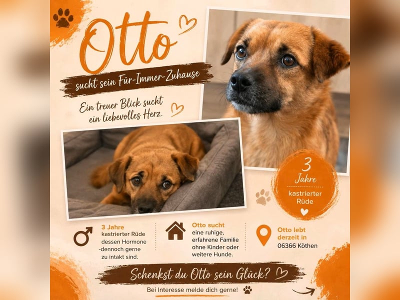 Otto sucht ein neues zu Hause