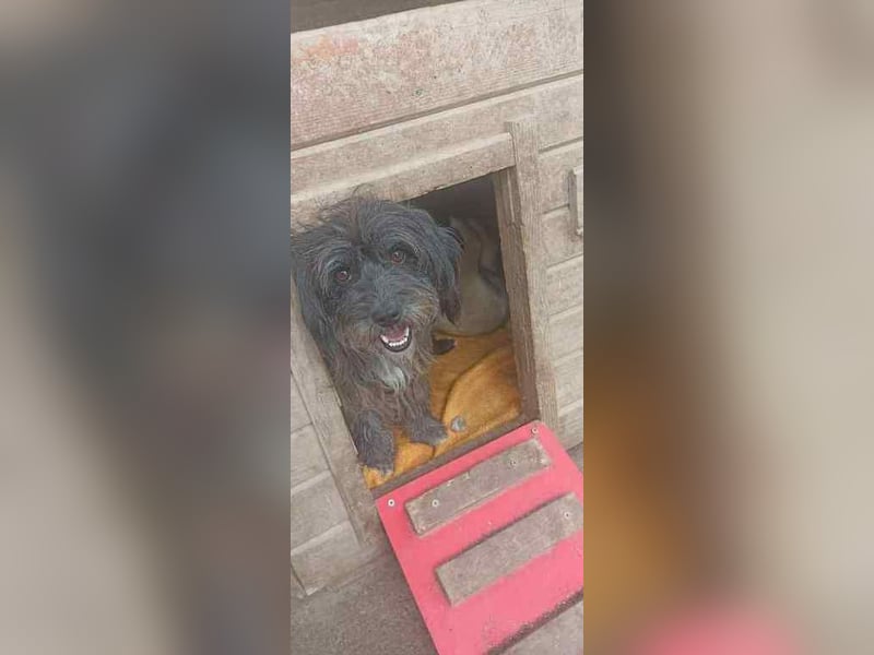 Layla möchte geliebt werden