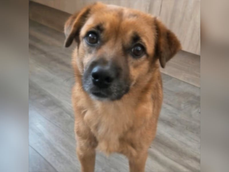 Otto sucht ein neues zu Hause