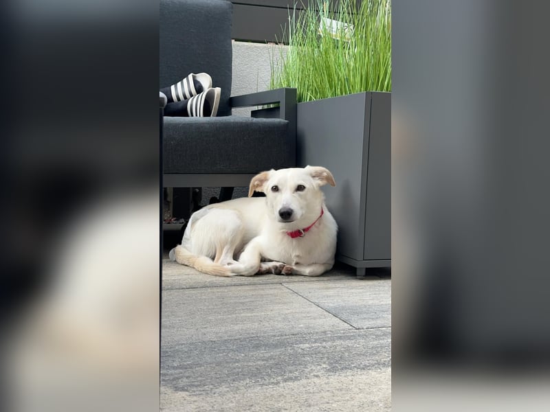 Penelope auf Pflegestelle in 06895 Kropstädt