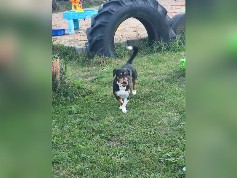 Cinderella auf Pflegestelle in 16321 Bernau