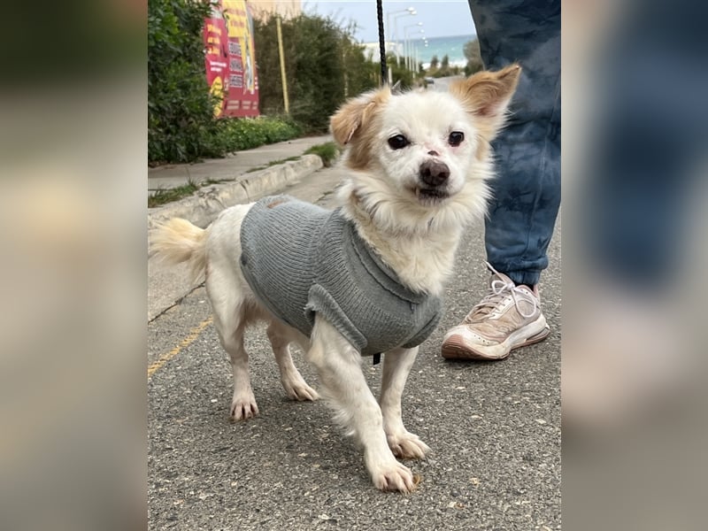 Gibst du dem kleinen Minas eine Chance?