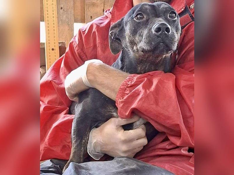 Kleine Ginny – Von der Kette ins Glück