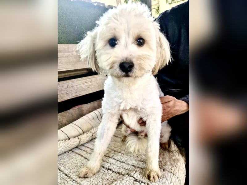 Snoopy – kleiner Gute-Laune-Hund sucht sein Glück