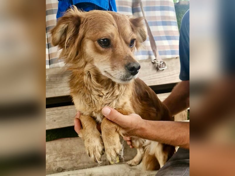 Kleine Leni sucht ein liebevolles Zuhause