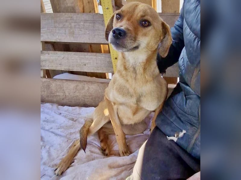 Coco - freundliche Schmusemaus