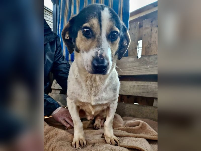 Trauriger kleiner Rambo