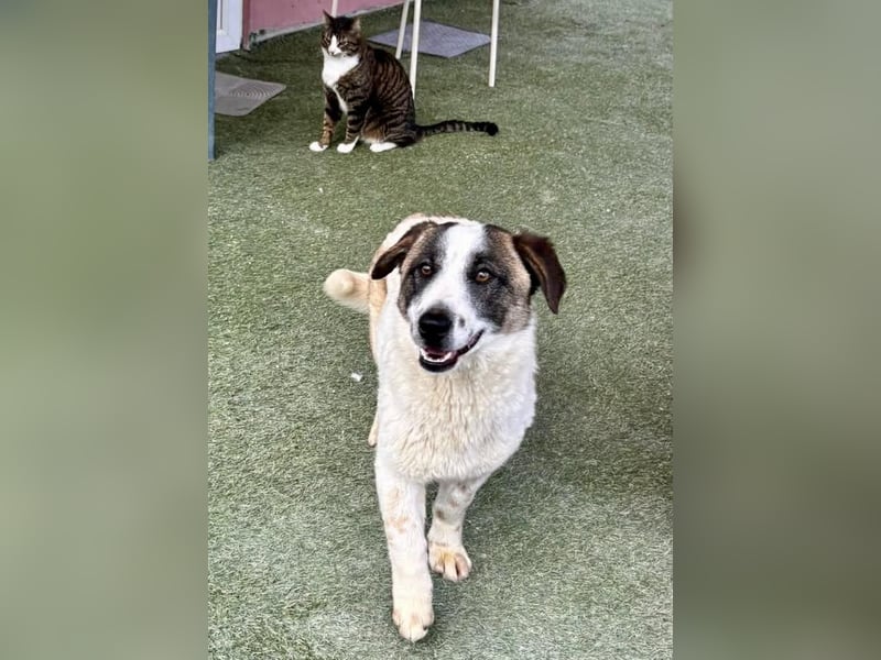 Katzenverträglicher Sonnenschein Mailo