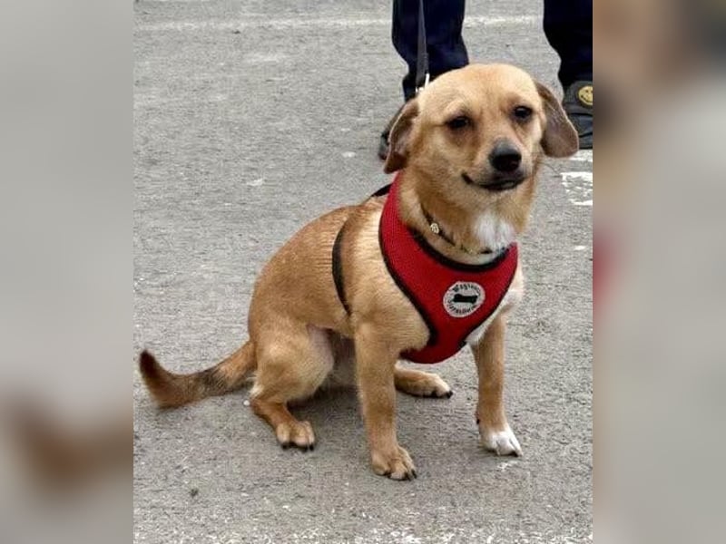 Katzenfreundliches Mini Mäuschen Stella
